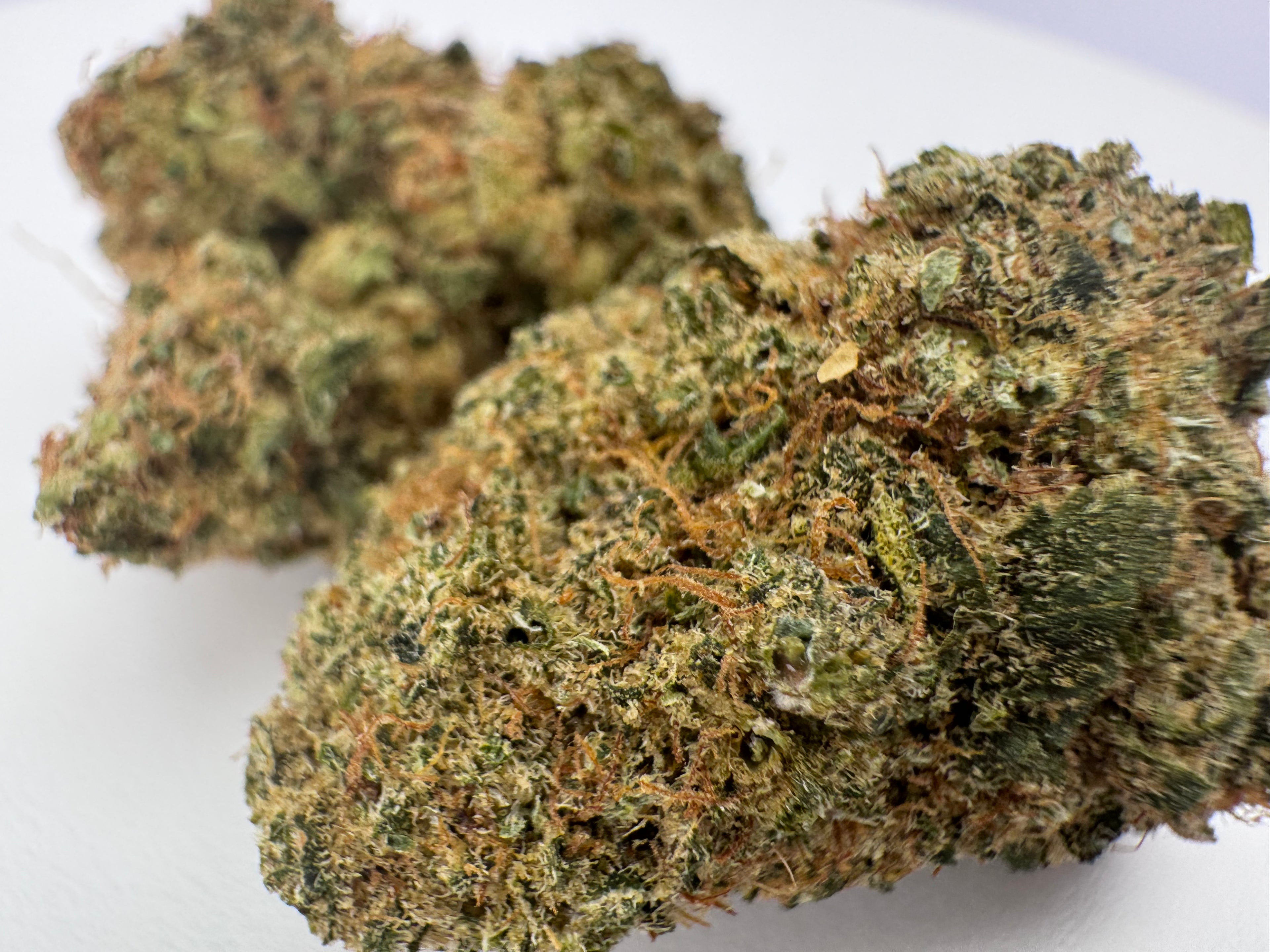 Cali x Dom Pérignon (CBD Blüte)