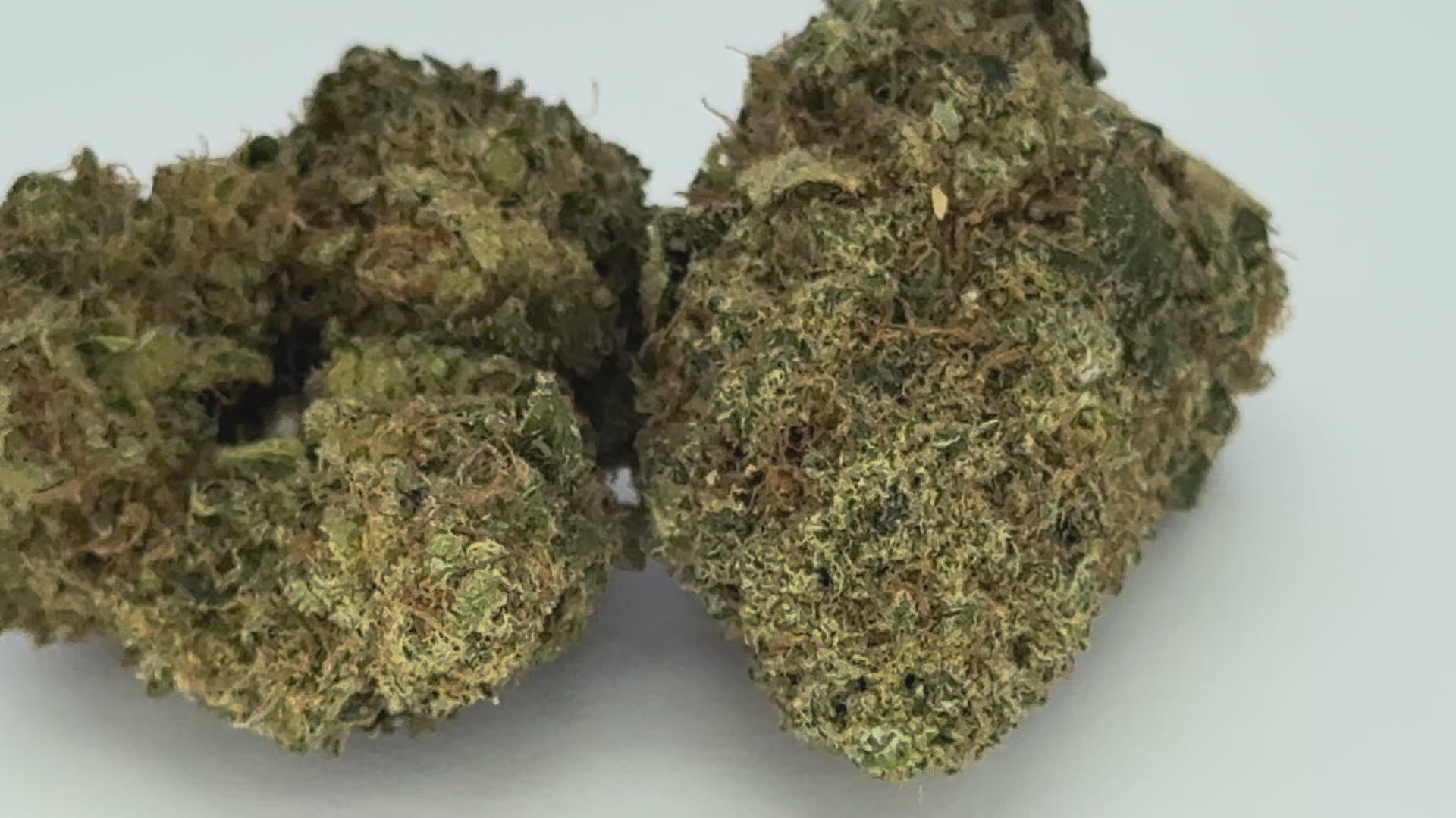 Cali x Dom Pérignon (CBD Blüte)