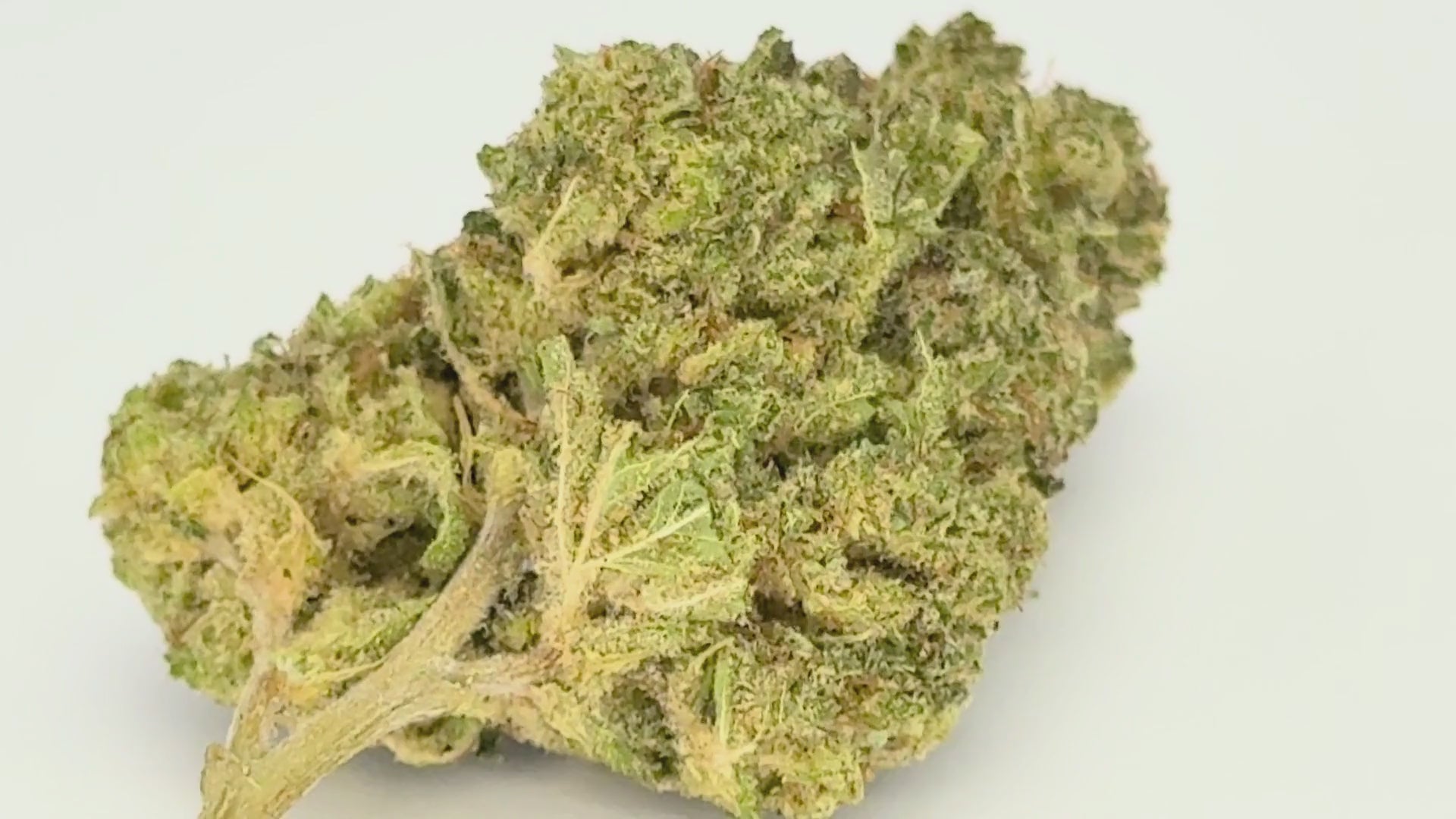 Gorilla Glue (CBD Blüte)