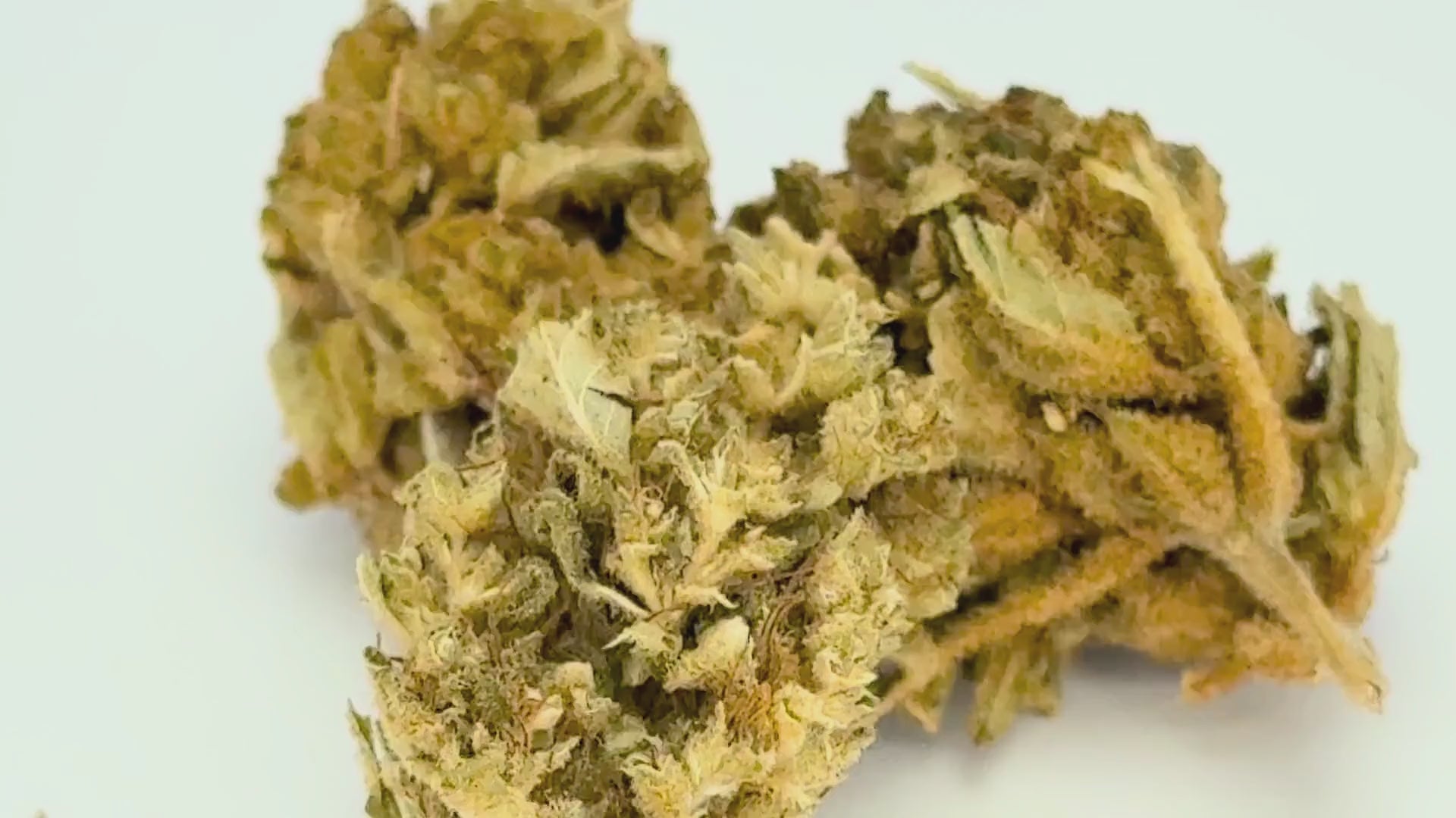 Special Edition (CBD Blüte)